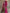 Shocking Pink Saree Dress with Black Border - KC1324