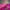 Shocking Pink Saree for Women with Black Border - KC1324