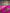 Shocking Pink Saree for Women with Black Border - KC1324